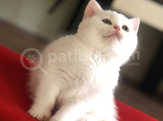 Safkan Scottish Fold Scottish Straight British görsel