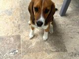 6 Aylık Dişi Beagle Yavrusu