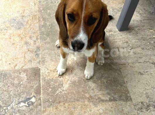 6 Aylık Dişi Beagle Yavrusu