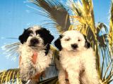 Morkie Bebekler