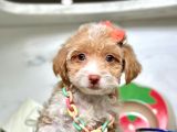 Dizayn Irk Maltipoo Bebeklerimiz