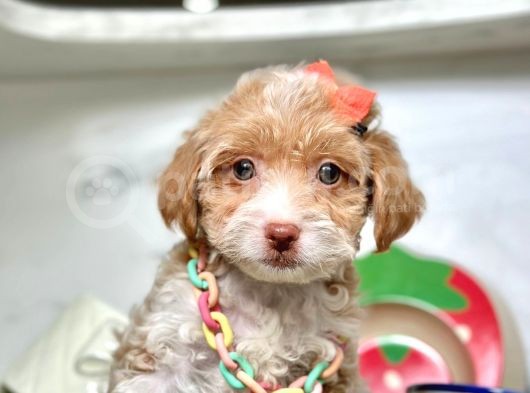Dizayn Irk Maltipoo Bebeklerimiz görsel