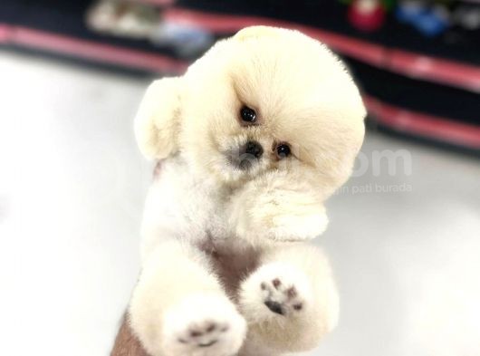 Show Kali̇te Pomerani̇an Boo görsel