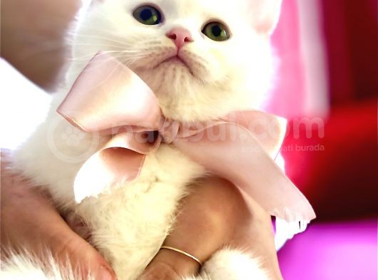 Safkan Scottish Fold Scottish Straight British görsel
