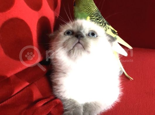 Safkan Scottish Fold Scottish Straight British görsel