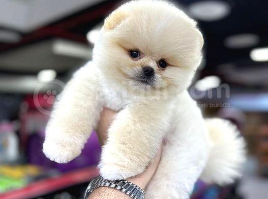 Show Kali̇te Pomerani̇an Boo görsel