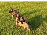 Irk ve Sağlık Garantili Belçika Malinois Yavrular