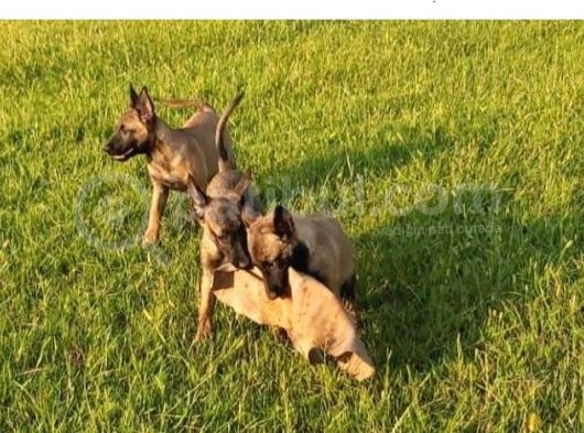 Irk Ve Sağlık Garantili Belçika Malinois Yavrular