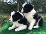 Irk ve Sağlık Garantili Border Collie Yavrular