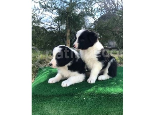 Irk Ve Sağlık Garantili Border Collie Yavrular