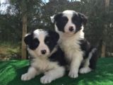 Irk Ve Sağlık Garantili Border Collie Yavrular