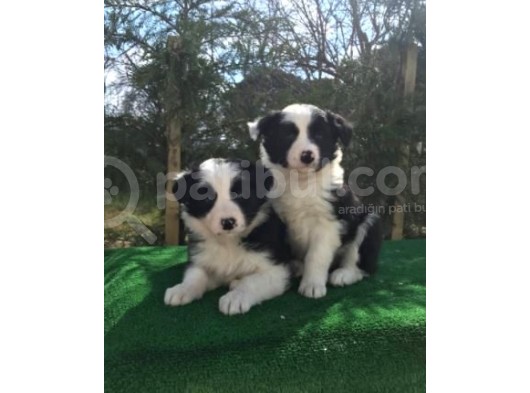 Irk Ve Sağlık Garantili Border Collie Yavrular görsel