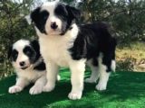 Irk Ve Sağlık Garantili Border Collie Yavrular