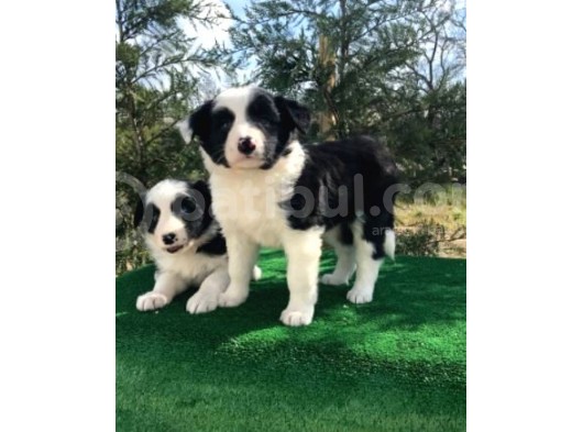Irk Ve Sağlık Garantili Border Collie Yavrular görsel