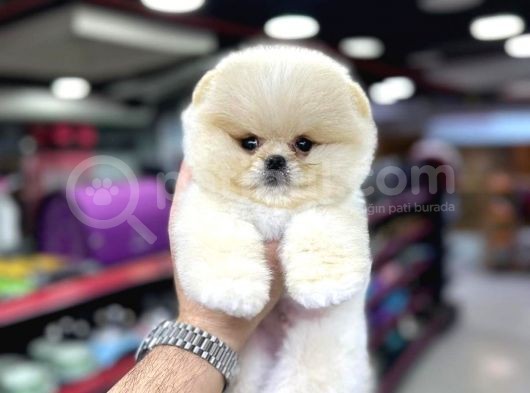 Show Kali̇te Pomerani̇an Boo