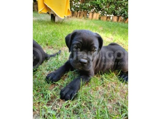 Irk Ve Sağlık Garantili Cane Corso Yavrular