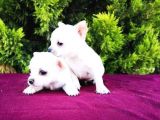 Irk ve Sağlık Garantili Chihuahua Yavrular