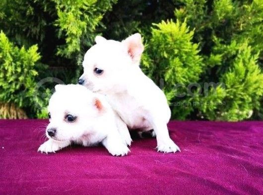 Irk Ve Sağlık Garantili Chihuahua Yavrular