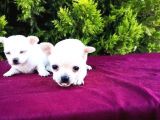 Irk Ve Sağlık Garantili Chihuahua Yavrular