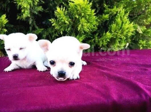 Irk Ve Sağlık Garantili Chihuahua Yavrular görsel