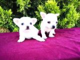 Irk Ve Sağlık Garantili Chihuahua Yavrular