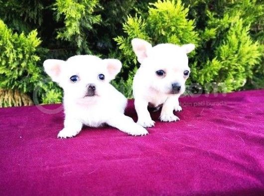 Irk Ve Sağlık Garantili Chihuahua Yavrular görsel