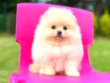 TEDDY FACE POMERANİAN BOO