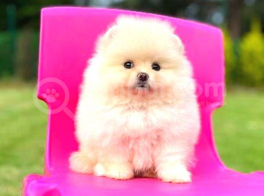 Teddy Face Pomerani̇an Boo