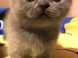 SAFKAN Scottish Fold Scottish Straight British