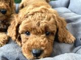 Orji̇nal Irk Efsane Toy Poodle Bebekler