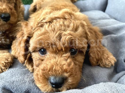 Orji̇nal Irk Efsane Toy Poodle Bebekler görsel