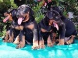 Irk ve Sağlık Garantili Doberman Yavrular