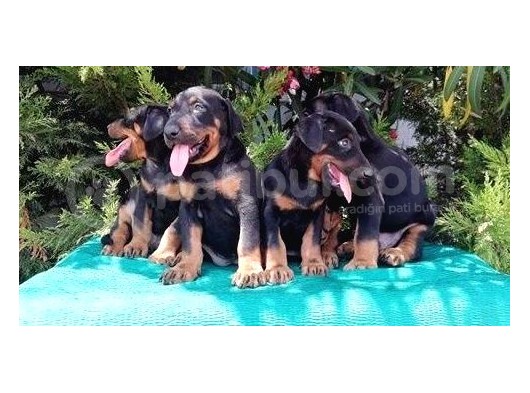 Irk Ve Sağlık Garantili Doberman Yavrular