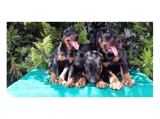 Irk Ve Sağlık Garantili Doberman Yavrular görsel