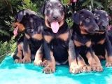 Irk Ve Sağlık Garantili Doberman Yavrular