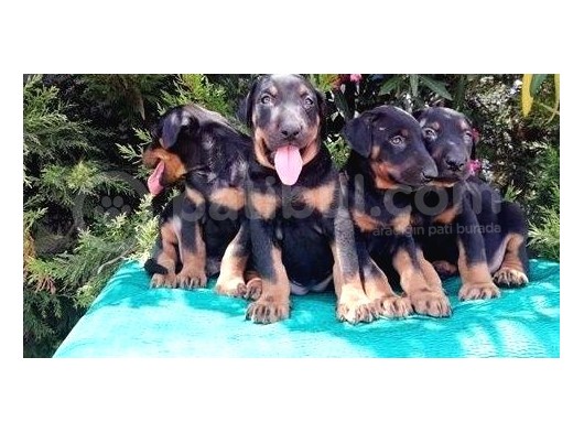 Irk Ve Sağlık Garantili Doberman Yavrular görsel