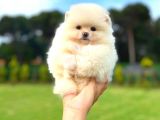 KARBEYAZ DİŞİ POMERANİAN BOO