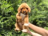 RED PARTY COLOUR ÖZEL RENK POODLE BEBEĞİMİZ