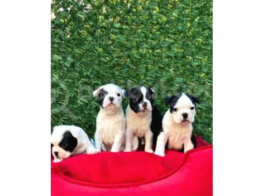 Irk Ve Sağlık Garantili French Bulldog Yavrular