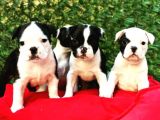 Irk Ve Sağlık Garantili French Bulldog Yavrular