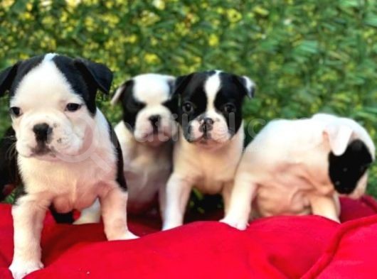 Irk Ve Sağlık Garantili French Bulldog Yavrular görsel