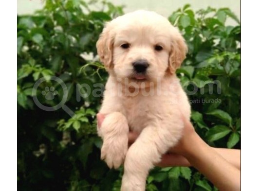 Irk Ve Sağlık Garantili Golden Retriever Yavrular