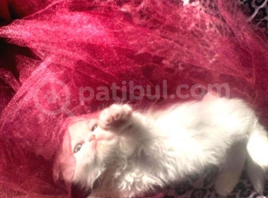 Iran Persian görsel