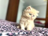 Iran Persian