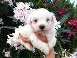 Teacup Maltese Terrier Yavrusu