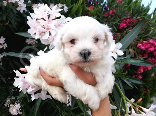 Teacup Maltese Terrier Yavrusu görsel