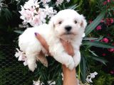 Teacup Maltese Terrier yavrusu