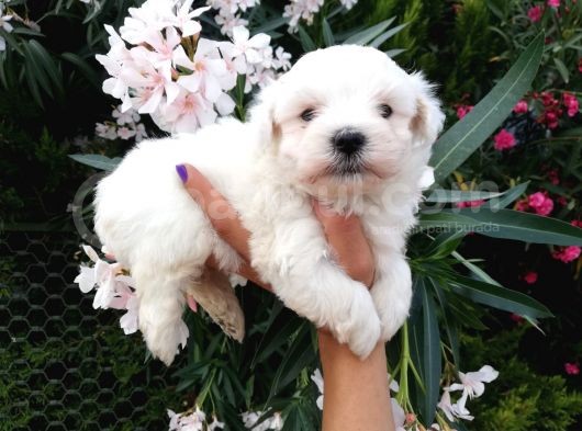 Teacup Maltese Terrier Yavrusu