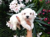 Teacup Maltese Terrier Yavrusu
