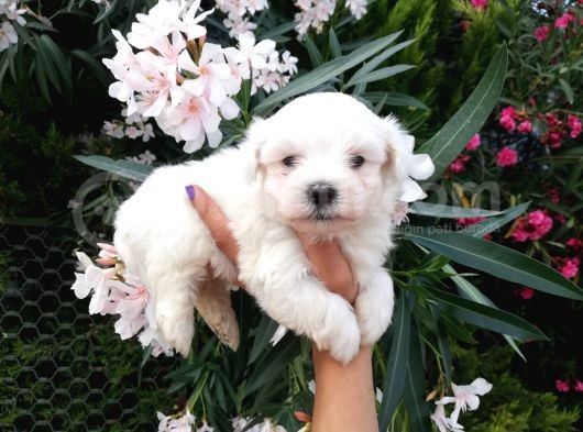 Teacup Maltese Terrier Yavrusu görsel